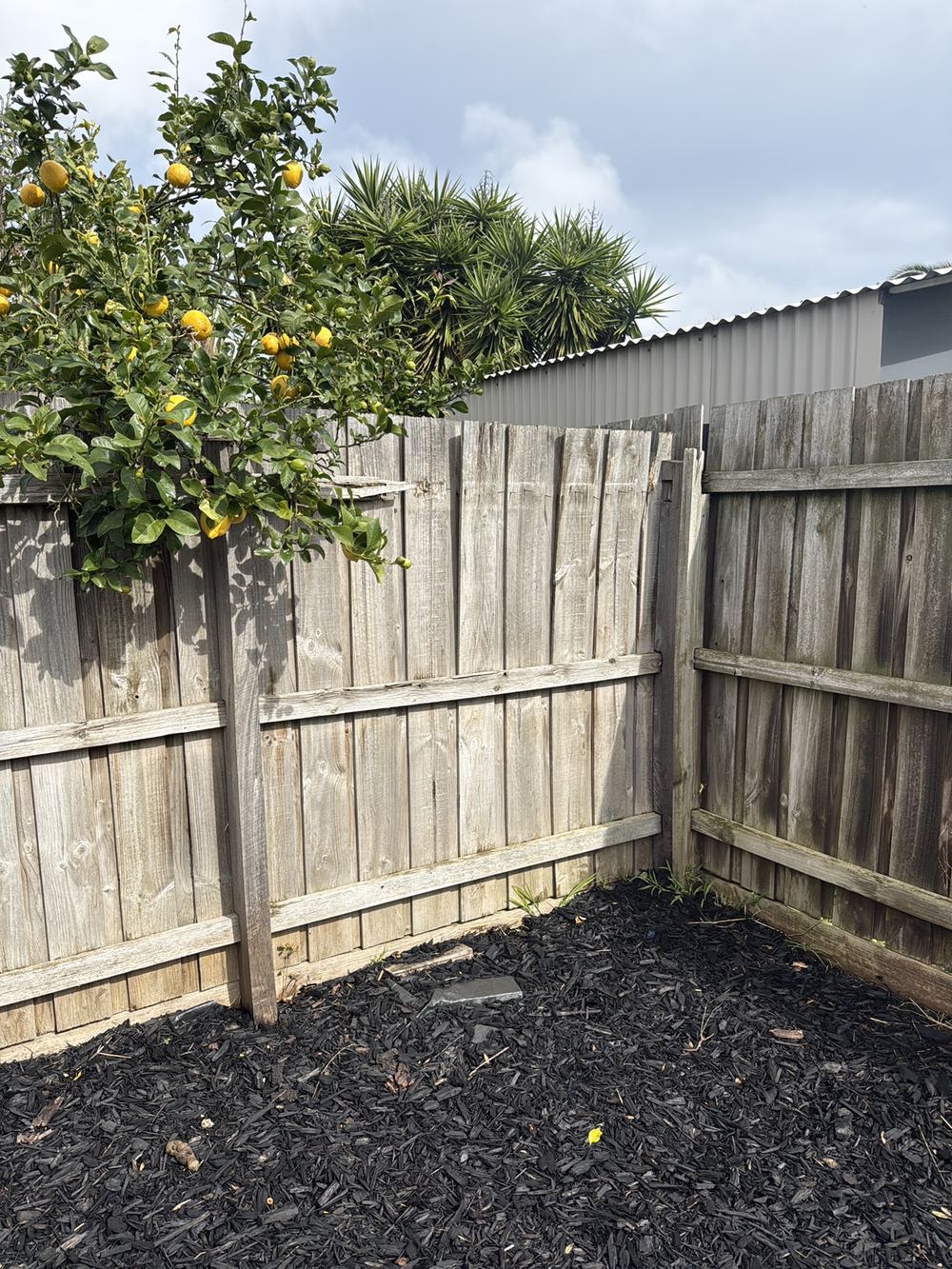 Boundary fence leaning and damaged in sections, found during a building and pest inspection in Berwick